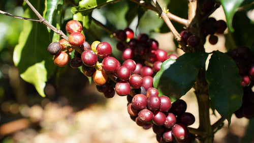 Coffee Taste Journey